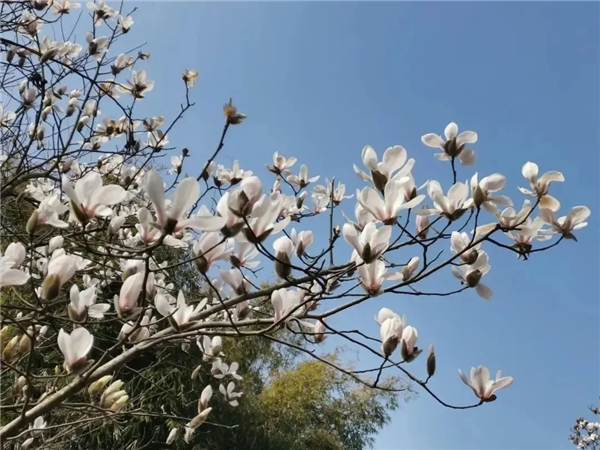 踏春赏花 | 快上车！龙泉驿这些公交直达“花海”